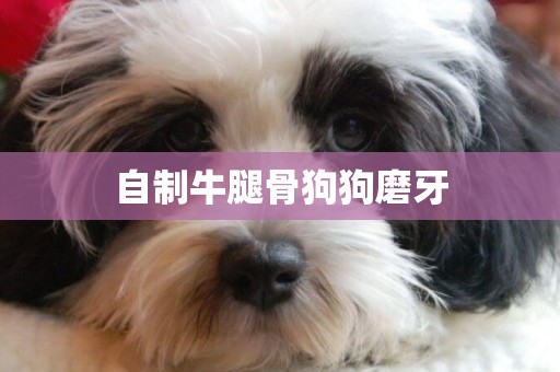 自制牛腿骨狗狗磨牙