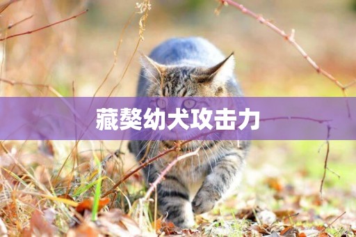 藏獒幼犬攻擊力