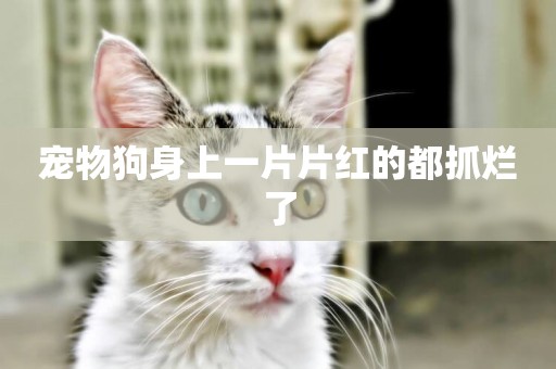 寵物狗身上一片片紅的都抓爛了