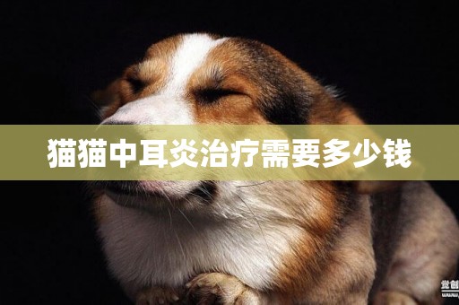 貓貓中耳炎治療需要多少錢