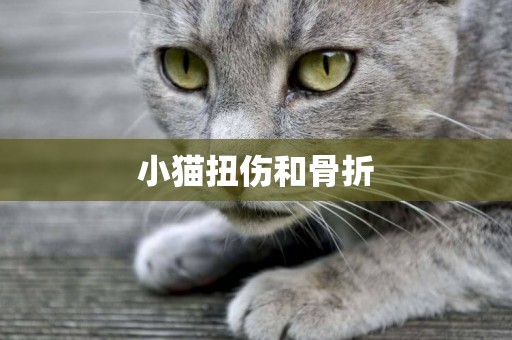 小貓扭傷和骨折