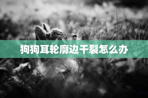 狗狗耳輪廓邊干裂怎么辦