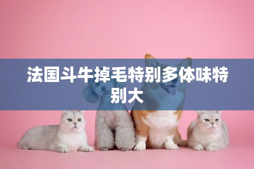 法國斗牛掉毛特別多體味特別大