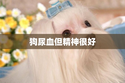 狗尿血但精神很好