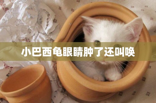 小巴西龜眼睛腫了還叫喚