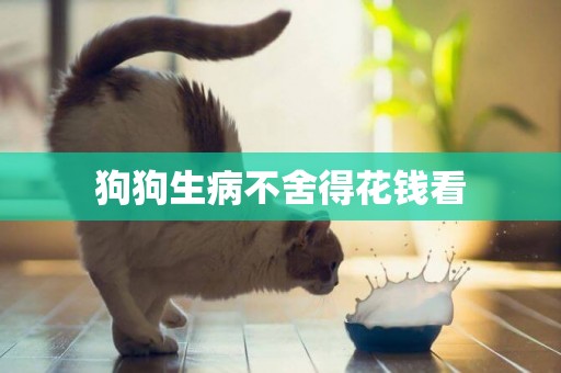 狗狗生病不舍得花錢看