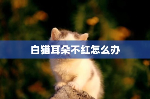 白貓耳朵不紅怎么辦