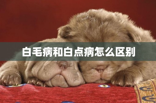白毛病和白點病怎么區別