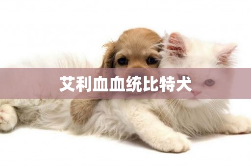 艾利血血統比特犬