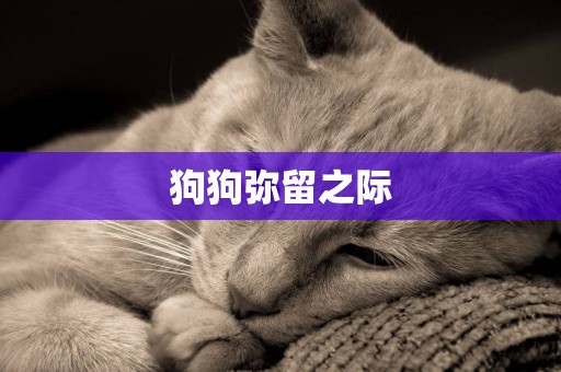 狗狗彌留之際