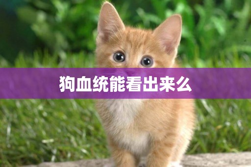 狗血統能看出來么