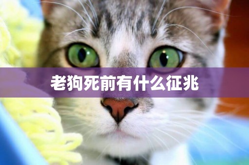 老狗死前有什么征兆