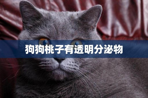 狗狗桃子有透明分泌物