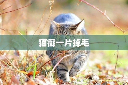 貓癬一片掉毛