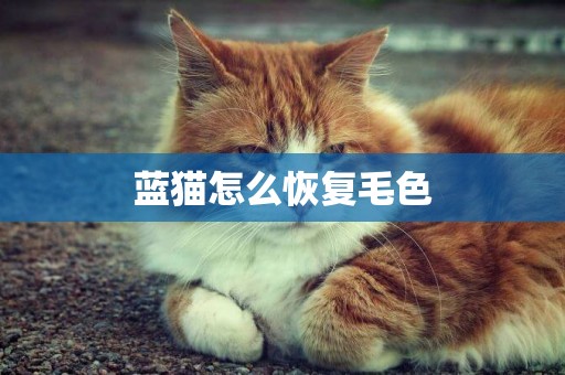 藍貓怎么恢復毛色