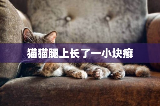 貓貓腿上長了一小塊癬