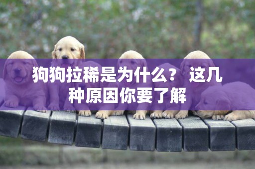 狗狗拉稀是為什么？ 這幾種原因你要了解