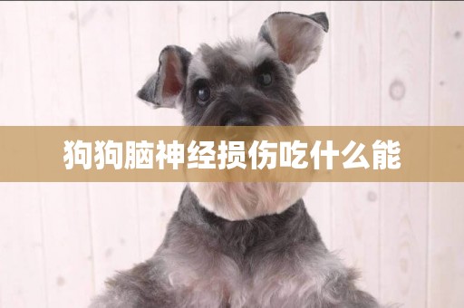 狗狗腦神經損傷吃什么能