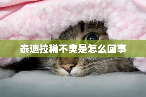 泰迪拉稀不臭是怎么回事