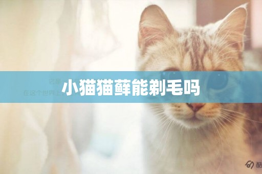 小貓貓蘚能剃毛嗎