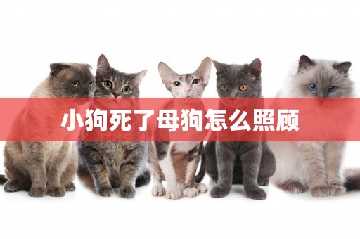 小狗死了母狗怎么照顧
