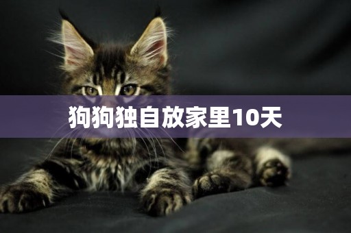狗狗獨自放家里10天