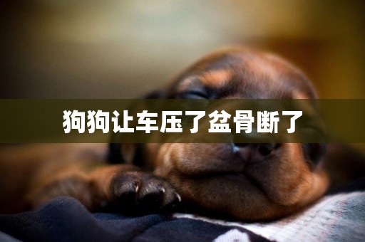 狗狗讓車壓了盆骨斷了
