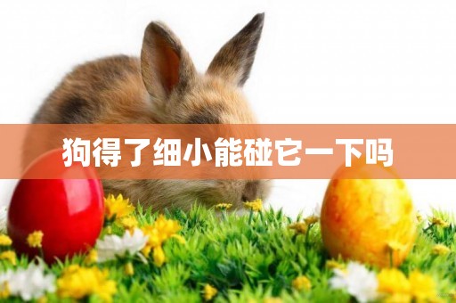 狗得了細小能碰它一下嗎
