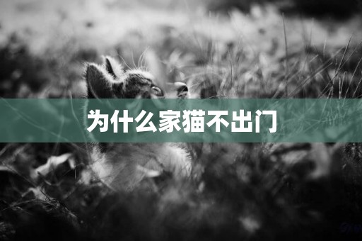 為什么家貓不出門