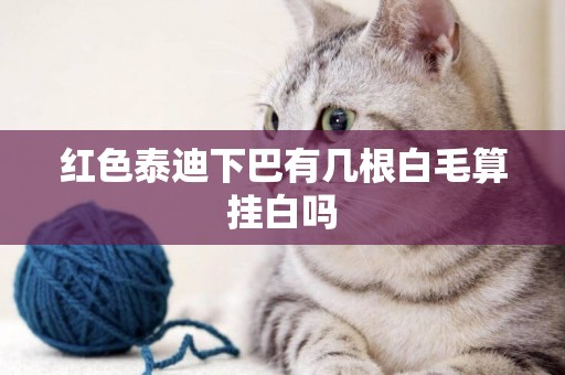 紅色泰迪下巴有幾根白毛算掛白嗎