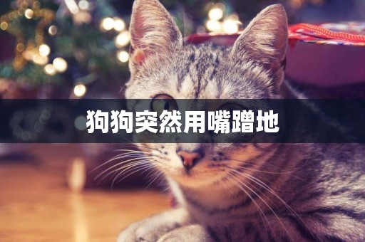 狗狗突然用嘴蹭地