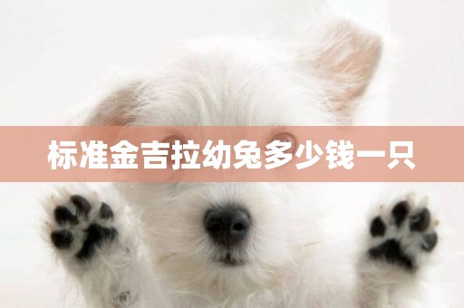 標準金吉拉幼兔多少錢一只