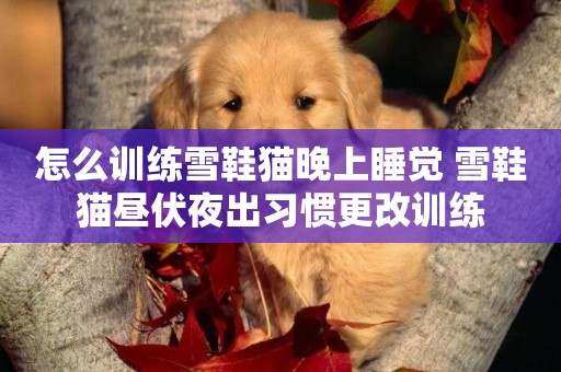 怎么訓練雪鞋貓晚上睡覺 雪鞋貓晝伏夜出習慣更改訓練