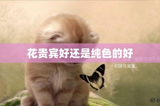 花貴賓好還是純色的好