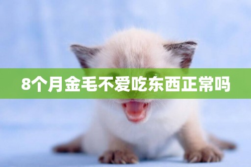 8個月金毛不愛吃東西正常嗎