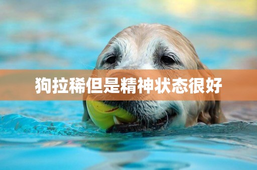 狗拉稀但是精神狀態很好