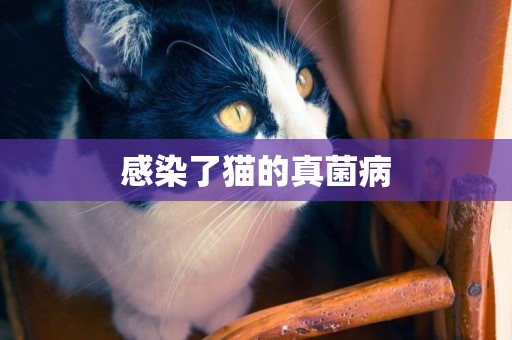 感染了貓的真菌病
