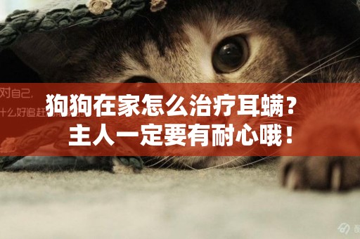 狗狗在家怎么治療耳螨? 主人一定要有耐心哦! 狗狗在家怎么治療耳螨? 主人一定要有耐心哦!