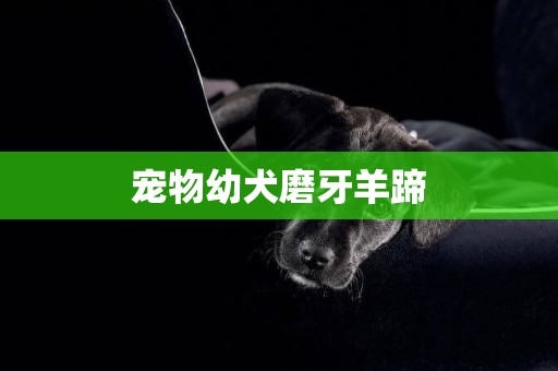 寵物幼犬磨牙羊蹄