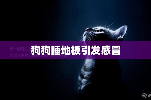 狗狗睡地板引發感冒