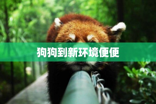 狗狗到新環境便便