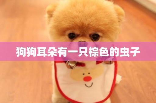 狗狗耳朵有一只棕色的蟲子