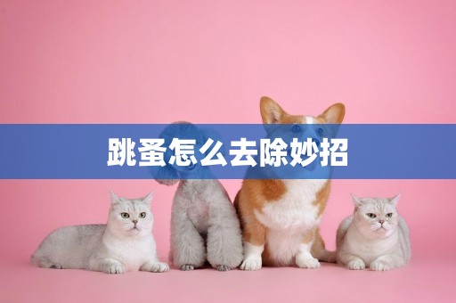 跳蚤怎么去除妙招