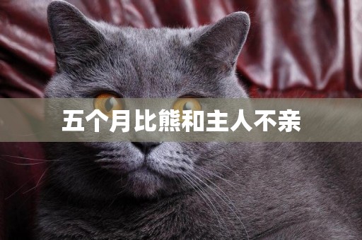 五個月比熊和主人不親