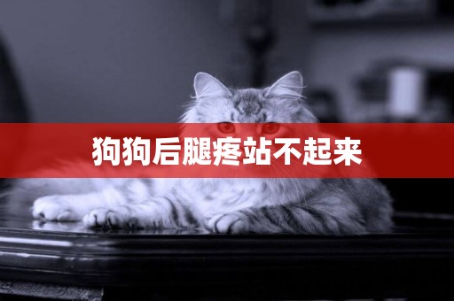 狗狗后腿疼站不起來