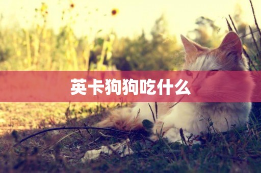 英卡狗狗吃什么