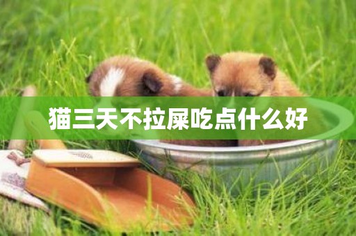 貓三天不拉屎吃點什么好