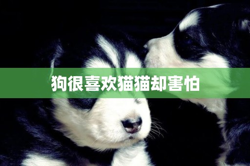 狗很喜歡貓貓卻害怕
