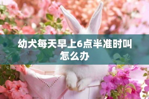 幼犬每天早上6點半準時叫怎么辦