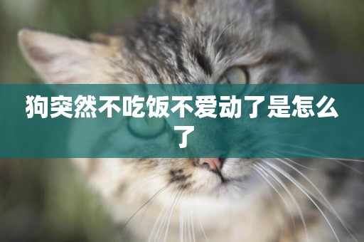 狗突然不吃飯不愛動了是怎么了